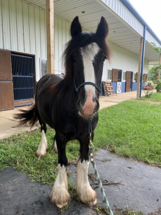 HorseID: 2306860 Briar Rose Eugene - PhotoID: 1098562