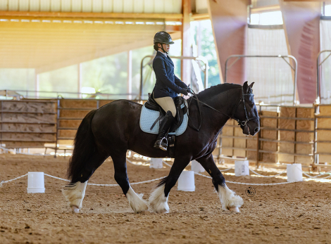 HorseID: 2306860 Briar Rose Eugene - PhotoID: 1098563