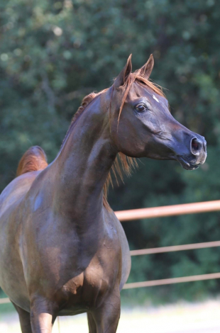 HorseID: 2306988 Madelynn BA - PhotoID: 1098218