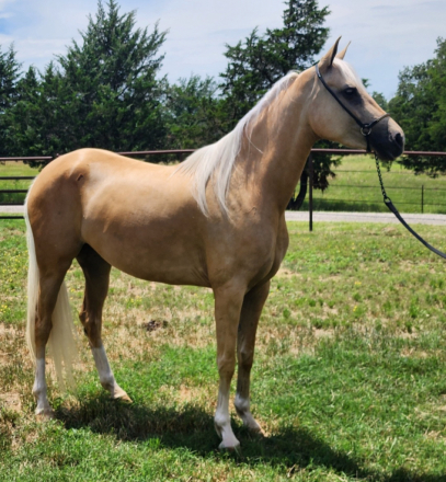 HorseID: 2307100 Carmen Crem Dela Crem - PhotoID: 1097611