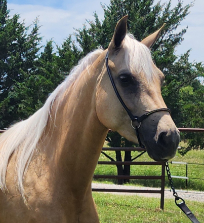 HorseID: 2307100 Carmen Crem Dela Crem - PhotoID: 1097612