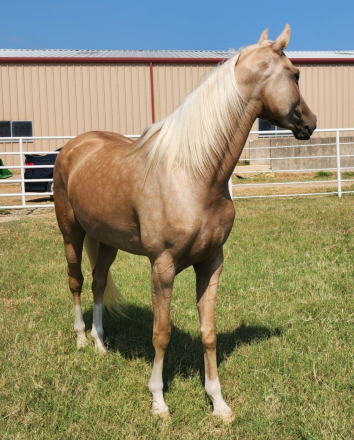 HorseID: 2307100 Carmen Crem Dela Crem - PhotoID: 1097613