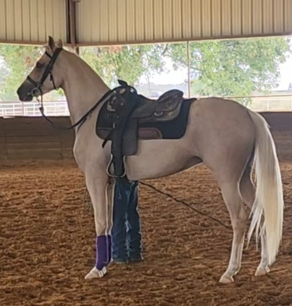 HorseID: 2307100 Carmen Crem Dela Crem - PhotoID: 1097614