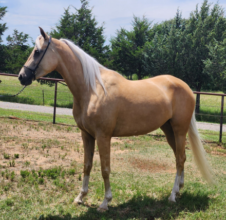 HorseID: 2307100 Carmen Crem Dela Crem - PhotoID: 1097615