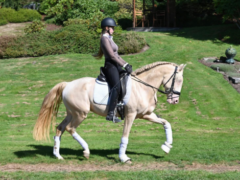 HorseID: 2307491 Valente - PhotoID: 1097482