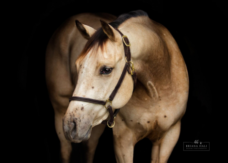 HorseID: 2307853 Got it Twisted /Gotta Luv My Highnee - PhotoID: 1098600