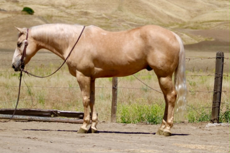HorseID: 2308121 22 MAGNUM - PhotoID: 1092208