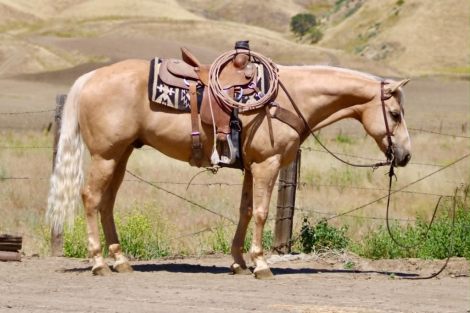 HorseID: 2308121 22 MAGNUM - PhotoID: 1096964
