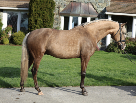 HorseID: 2308232 Solaris - PhotoID: 1092336
