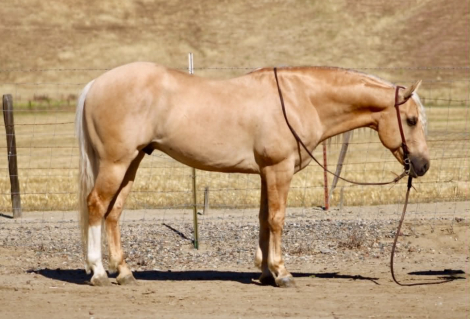 HorseID: 2308354 7 SEVEN - PhotoID: 1092494