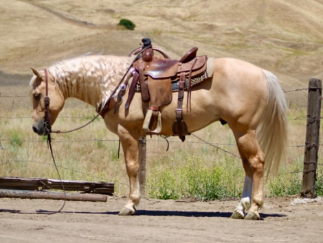 HorseID: 2308354 7 SEVEN - PhotoID: 1092495