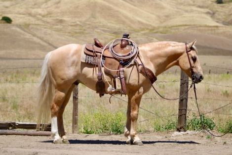 HorseID: 2308354 7 SEVEN - PhotoID: 1092496