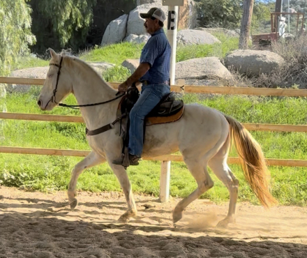 HorseID: 2308403 Destini - PhotoID: 1092549