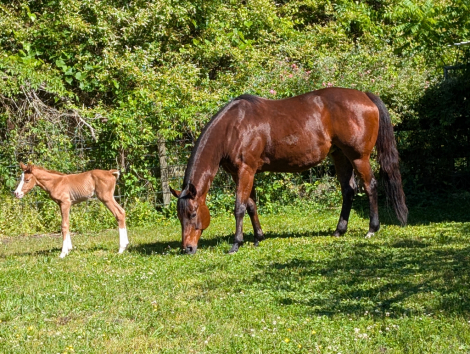 HorseID: 2308410 Luken At My Assets - PhotoID: 1092558