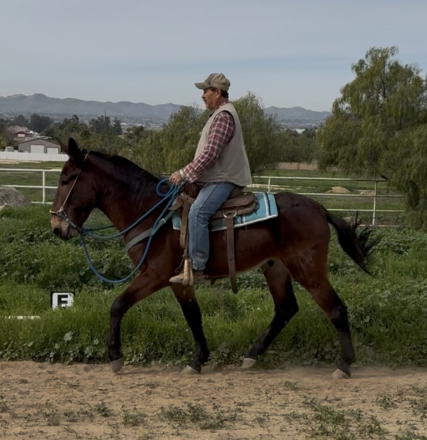 HorseID: 2308481 Django - PhotoID: 1092641