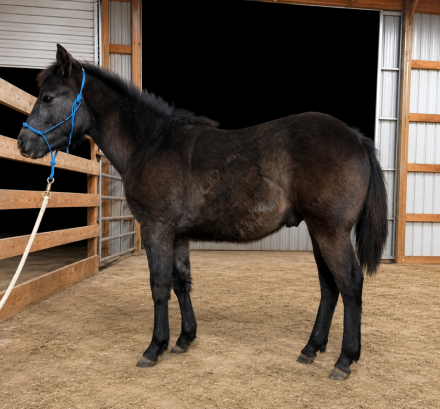 HorseID: 2308540 Six Seven - PhotoID: 1098071
