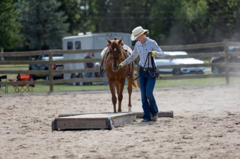 HorseID: 2308828 SIU Classical Trouble - PhotoID: 1097533