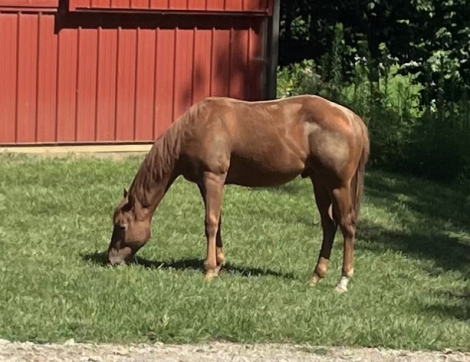 HorseID: 2308828 SIU Classical Trouble - PhotoID: 1097534