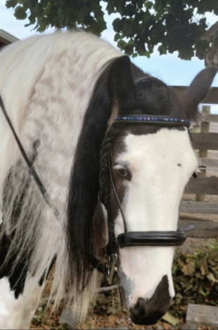HorseID: 2309052 FCF Jane Downs Boy - PhotoID: 1093400