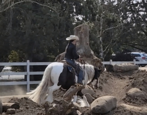 HorseID: 2309052 FCF Jane Downs Boy - PhotoID: 1093401