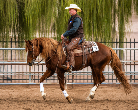 HorseID: 2309120 High Voltage - PhotoID: 1098739