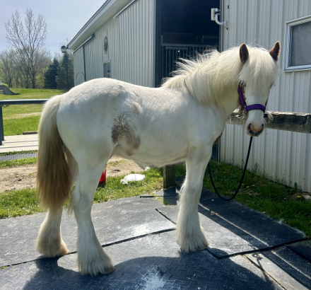 HorseID: 2309300 RF King's Town Kenston - PhotoID: 1093652