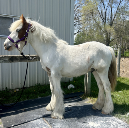 HorseID: 2309300 RF King's Town Kenston - PhotoID: 1093653