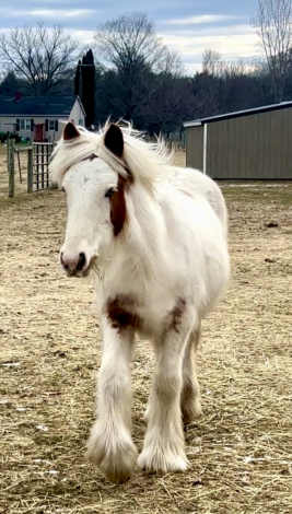 HorseID: 2309300 RF King's Town Kenston - PhotoID: 1093654