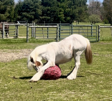HorseID: 2309300 RF King's Town Kenston - PhotoID: 1093655