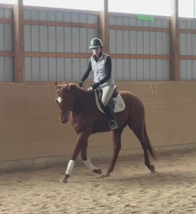 HorseID: 2309345 Gunner's Gold - PhotoID: 1093763