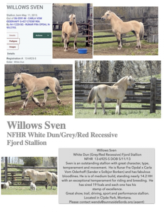 HorseID: 2309422 Willows Sven - PhotoID: 1093810