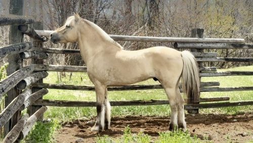 HorseID: 2309422 Willows Sven - PhotoID: 1093811