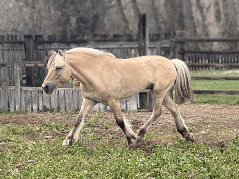 HorseID: 2309422 Willows Sven - PhotoID: 1093812