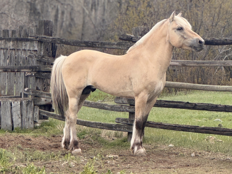 HorseID: 2309422 Willows Sven - PhotoID: 1093813
