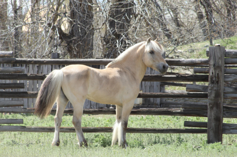 HorseID: 2309422 Willows Sven - PhotoID: 1097470