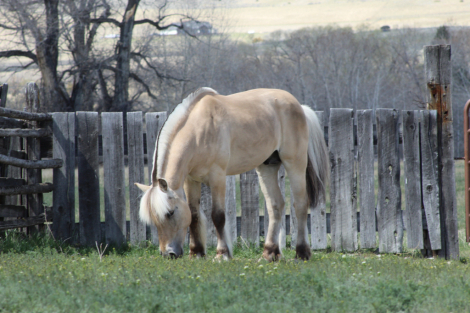 HorseID: 2309422 Willows Sven - PhotoID: 1097471