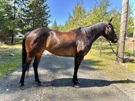 HorseID: 2309691 Pistol (Captain Barbossa x Chexy Pistolero) - PhotoID: 1094200