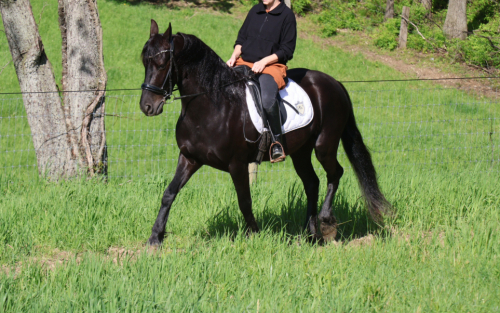 HorseID: 2309708 Dream - PhotoID: 1094237