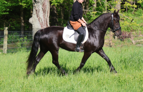HorseID: 2309708 Dream - PhotoID: 1094238
