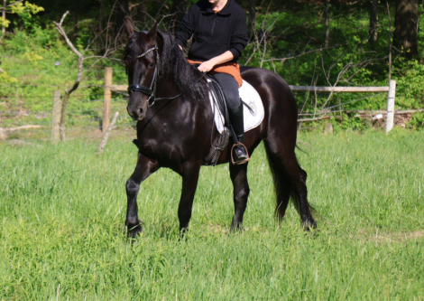 HorseID: 2309708 Dream - PhotoID: 1094239