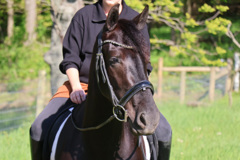HorseID: 2309708 Dream - PhotoID: 1094240