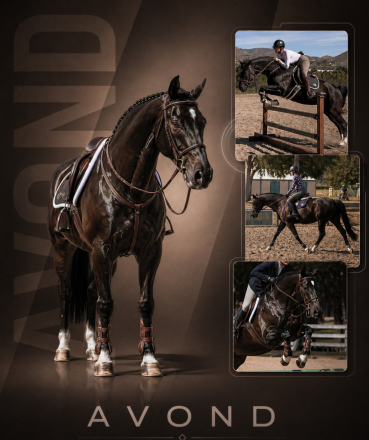 HorseID: 2309949 Avond - PhotoID: 1094525