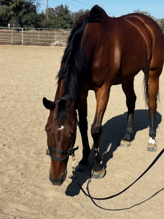 HorseID: 2310036 Gus Street - PhotoID: 1097796