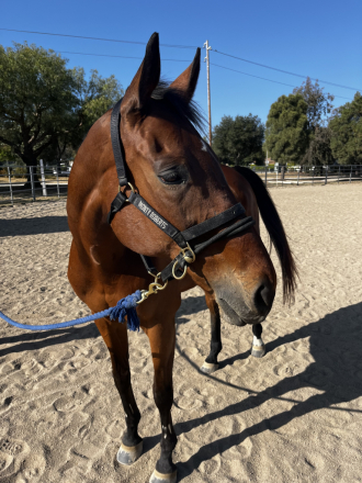 HorseID: 2310036 Gus Street - PhotoID: 1097797
