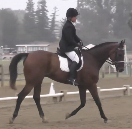 HorseID: 2310036 Gus Street - PhotoID: 1097798