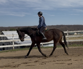 HorseID: 2310607 Shoeless Joe - PhotoID: 1095261