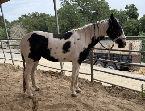 HorseID: 2310710 WindDancer - PhotoID: 1095381