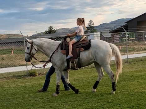 HorseID: 2310830 Grey Horse - PhotoID: 1098979