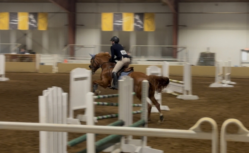 HorseID: 2310849 Martini Olive - PhotoID: 1097301