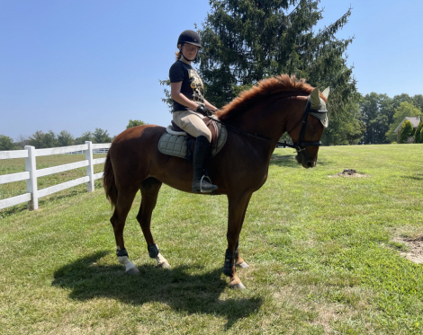 HorseID: 2310849 Martini Olive - PhotoID: 1097302